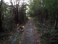 DSCF2904  Bobby takes a walk on the Mokare Heritage Trail.