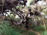 DSCF2905  Wonderful burnt tree on the Mokare Heritage Trail.