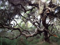 DSCF2906  Wonderful burnt tree on the Mokare Heritage Trail.