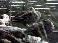 DSCF2909  Ducks on the Denmark River on the Mokare Heritage Trail.
