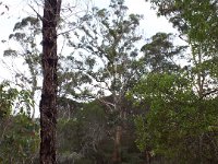 DSCF2913  Views of the Denmark River from the Mokare Heritage Trail.