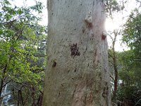 DSCF2916  A large Karri tree on the Mokare Heritage Trail.