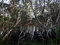 DSCF2918  Views of the Denmark River on the Mokare Heritage Trail.