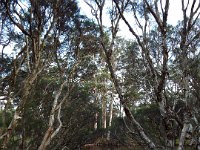DSCF2919  Views of the Denmark River on the Mokare Heritage Trail.