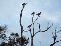 DSCF2923  Straw-necked Ibis in a tree on the Mokare Heritage Trail.