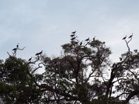 DSCF2925  Straw-necked Ibis in trees on the Mokare Heritage Trail.