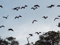 DSCF2926  Straw-necked Ibis take flight on the Mokare Heritage Trail.