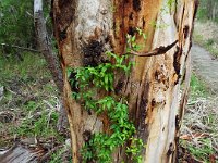 DSCF2927  Creeper on the trunk of a Karri tree on the Mokare Heritage Trail.