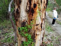 DSCF2928  Creeper on the trunk of a Karri tree on the Mokare Heritage Trail.