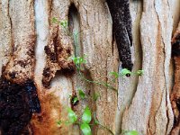 DSCF2929  Creeper on the trunk of a Karri tree on the Mokare Heritage Trail.