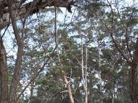DSCF2931  Views of the Denmark River from the Mokare Heritage Trail.