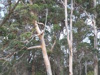 DSCF2932  Views of the Denmark River from the Mokare Heritage Trail.