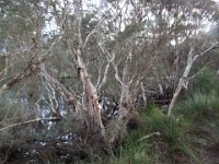 DSCF2933  Views of the Denmark River from the Mokare Heritage Trail.