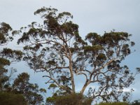 DSCF2935  Straw-necked Ibis in a tree on the Mokare Heritage Trail.