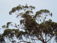 DSCF2936  Straw-necked Ibis in a large Karri tree on the Mokare Heritage Trail.