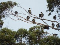 DSCF2937  Straw-necked Ibis in a large Karri tree on the Mokare Heritage Trail.