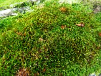 DSCF2941  Close up of mosses on a decaying tree on the Mokare Heritage Trail.