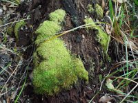 DSCF2952  Mosses on a decaying tree on the Mokare Heritage Trail.