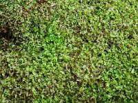 DSCF2953  Close up of mosses on a decaying tree on the Mokare Heritage Trail.