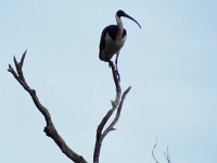 DSCF2954  Straw-necked Ibis in a large Karri tree on the Mokare Heritage Trail.