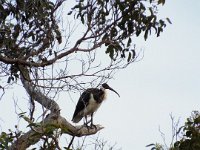 DSCF2955  Straw-necked Ibis in a large Karri tree on the Mokare Heritage Trail.