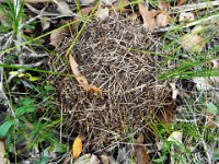 DSCF2960  Ants nest on the Mokare Heritage Trail.