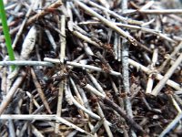 DSCF2961  Ants nest on the Mokare Heritage Trail.