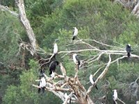 DSCF2962  Straw-necked Ibis on the rivers edge on the Mokare Heritage Trail.