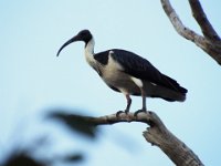 DSCF2964  Straw-necked Ibis in a tree