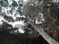 DSCF2967  Large Banksia attenuata tree on the Mokare Heritage Trail.