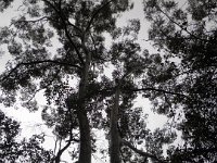 P5180533  Karri tree's on the  Mokare Heritage Trail.
