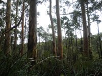 P5180535  Karri tree's on the  Mokare Heritage Trail.