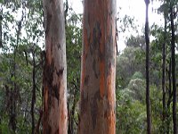 P5180536  Karri tree trunks on the  Mokare Heritage Trail.