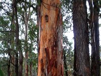 P5180537  Karri tree trunks on the  Mokare Heritage Trail.