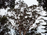 DSCF2773  Large Karri tree in the Norm Thornton Park in Denmark.