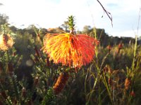 DSCF2312  Swamp bottlebrush:  Beaufortia sparsa  in flower.