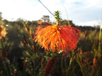 DSCF2313  Swamp bottlebrush:  Beaufortia sparsa  in flower.