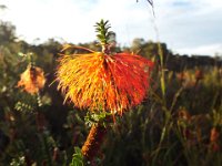 DSCF2314  Swamp bottlebrush:  Beaufortia sparsa  in flower.