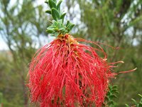 DSCF2343  Swamp bottlebrush:  Beaufortia sparsa  in flower.