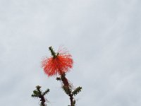 DSCF2344  Swamp bottlebrush:  Beaufortia sparsa  in flower.