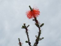 DSCF2345  Swamp bottlebrush:  Beaufortia sparsa  in flower.