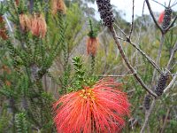 DSCF2346  Swamp bottlebrush:  Beaufortia sparsa  in flower.