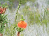 DSCF2347  Swamp bottlebrush:  Beaufortia sparsa  in flower.