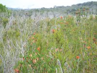 DSCF2348  Swamp bottlebrush:  Beaufortia sparsa  in flower.