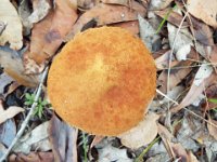 DSCF2349  Fungi on walk trails near the Bear's Den.