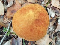 DSCF2350  Fungi on walk trails near the Bear's Den.