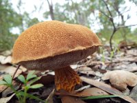 DSCF2351  Side view of fungi on walk trails near the Bear's Den.