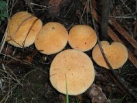P5210616  Fungi on trails near the Bear's Den.