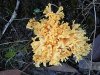 P5210617  Fungi on trails near the Bear's Den.