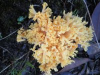 P5210618  Fungi on trails near the Bear's Den.